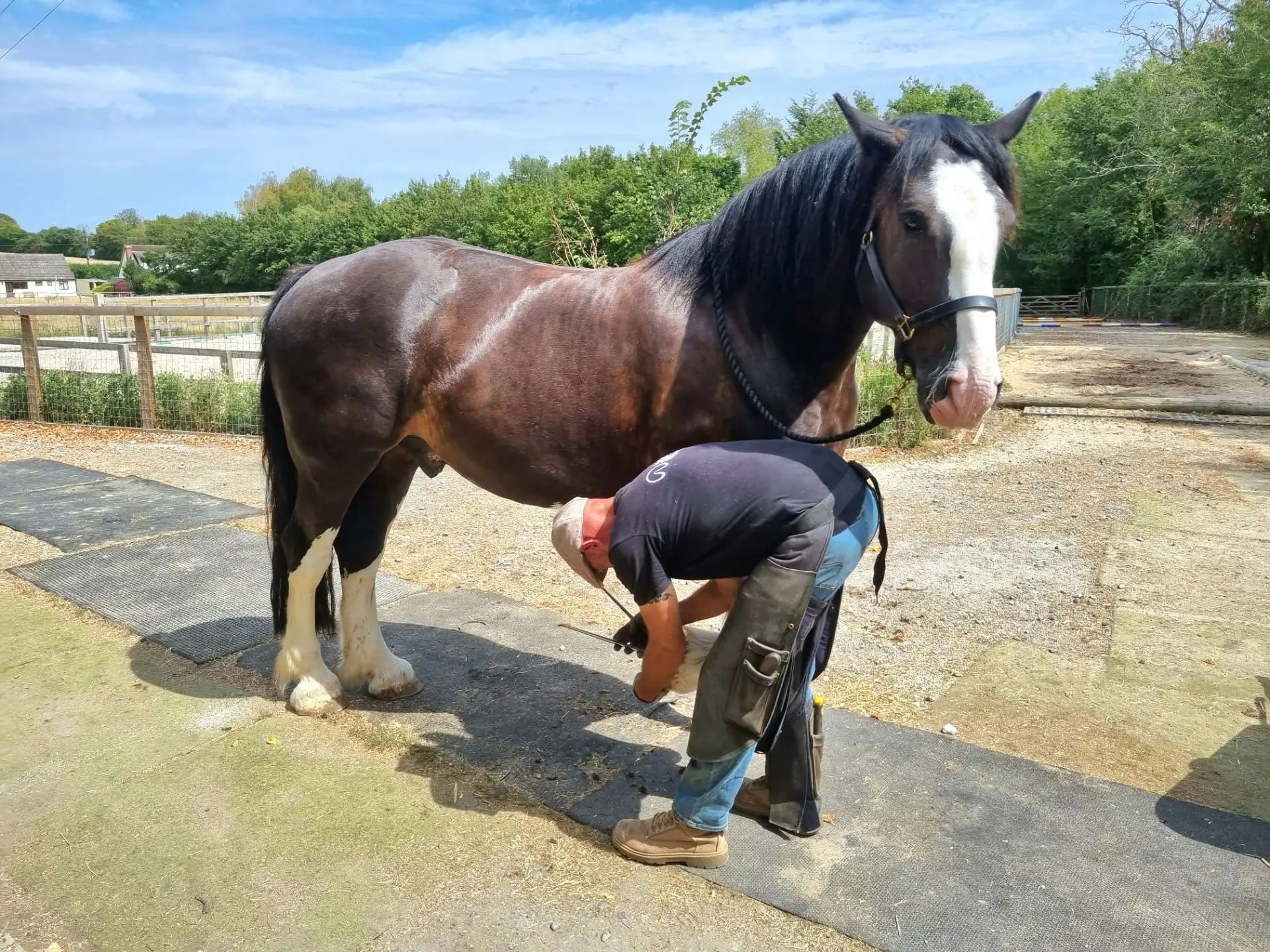A farrier trimming the hoof of a draft horse