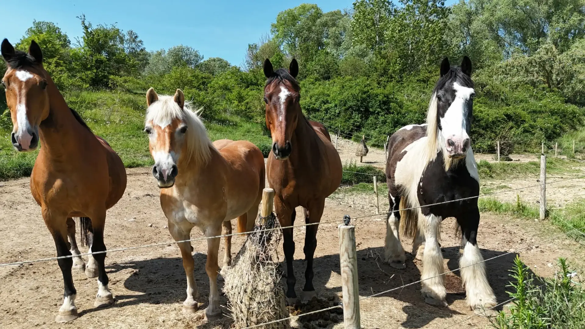 Four horses standing side by side in a sunny paddock