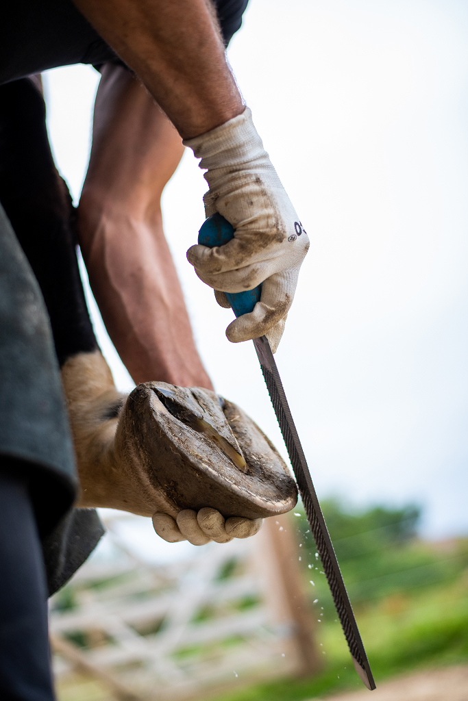 Hoof trimmer filing and shaping a horse's hoof with a rasp