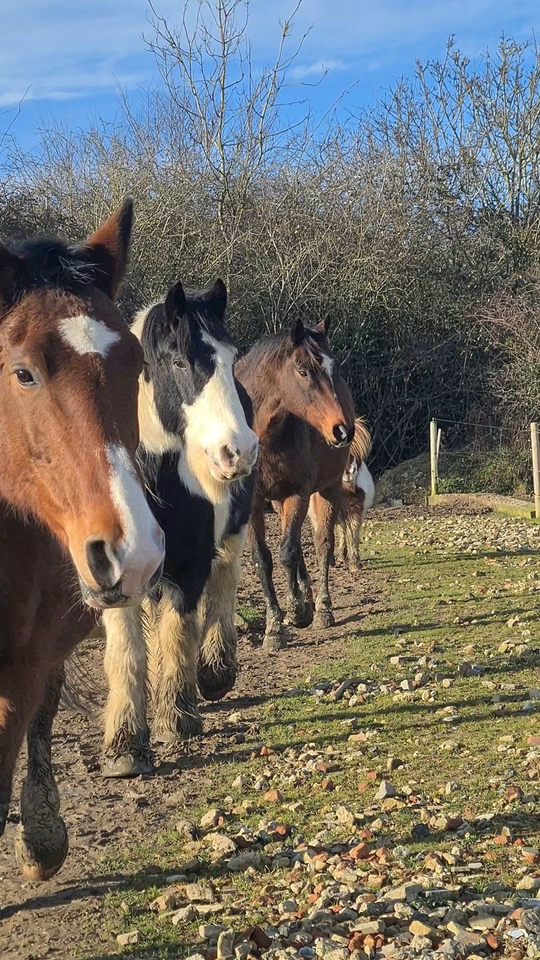 Four of our horses on the barefoot track