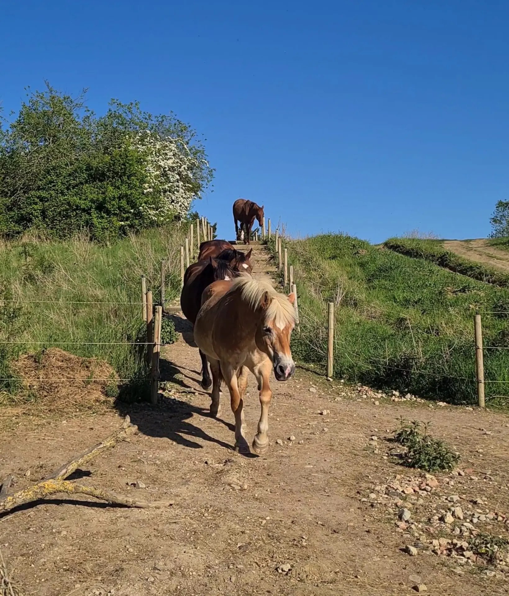 Our herd walking single file down the track